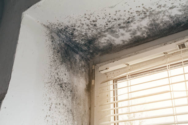 Affordable Hvac And Air Duct Mold Remediation solutions in Grand Rapids, MI